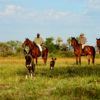 Safari-a-Caballo-Okavango