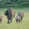 Safari-a-pie-Caminando-con-los-Maasai-2