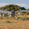Safari-a-pie-Caminando-con-los-Maasai-3