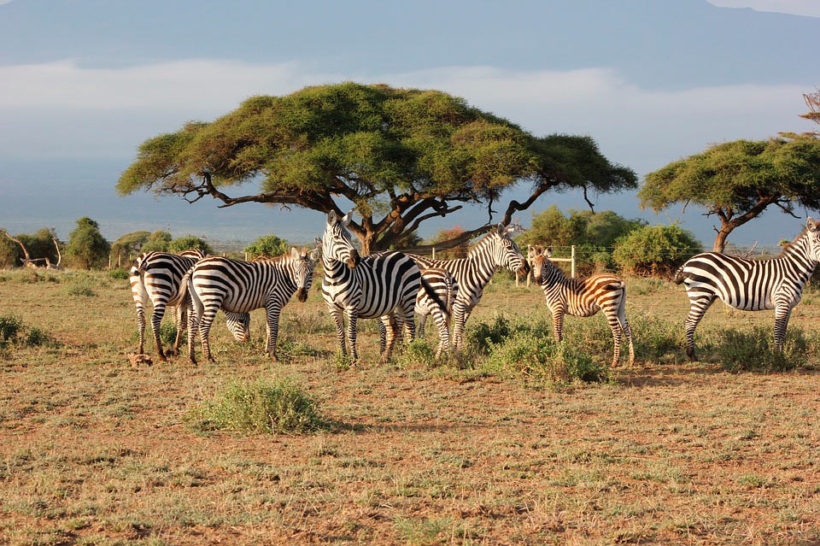 Safari-a-pie-Caminando-con-los-Maasai-3
