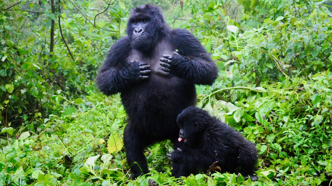 Ruanda: gorilas y volcanes