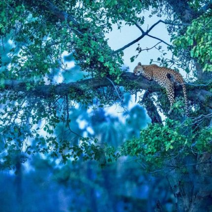 safaris en África