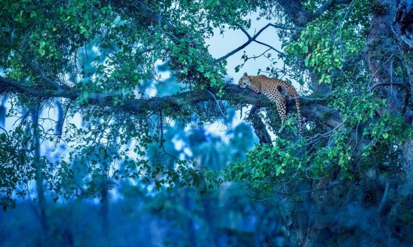 safaris en África