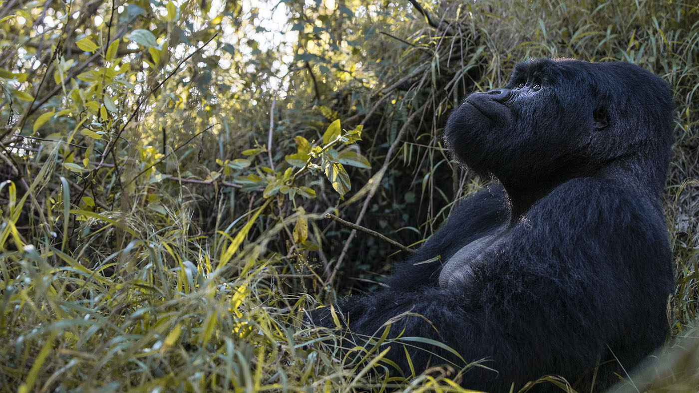 safaris en africa Observar los gorilas del Parque Nacional Los Volcanes: una experiencia insuperable.