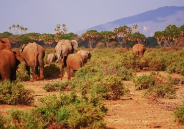 Luna de Miel en África: los destinos más populares y originales