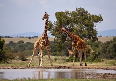 Luna de Miel en África: los destinos más populares y originales