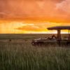 safari-kenia-tanzania-uganda