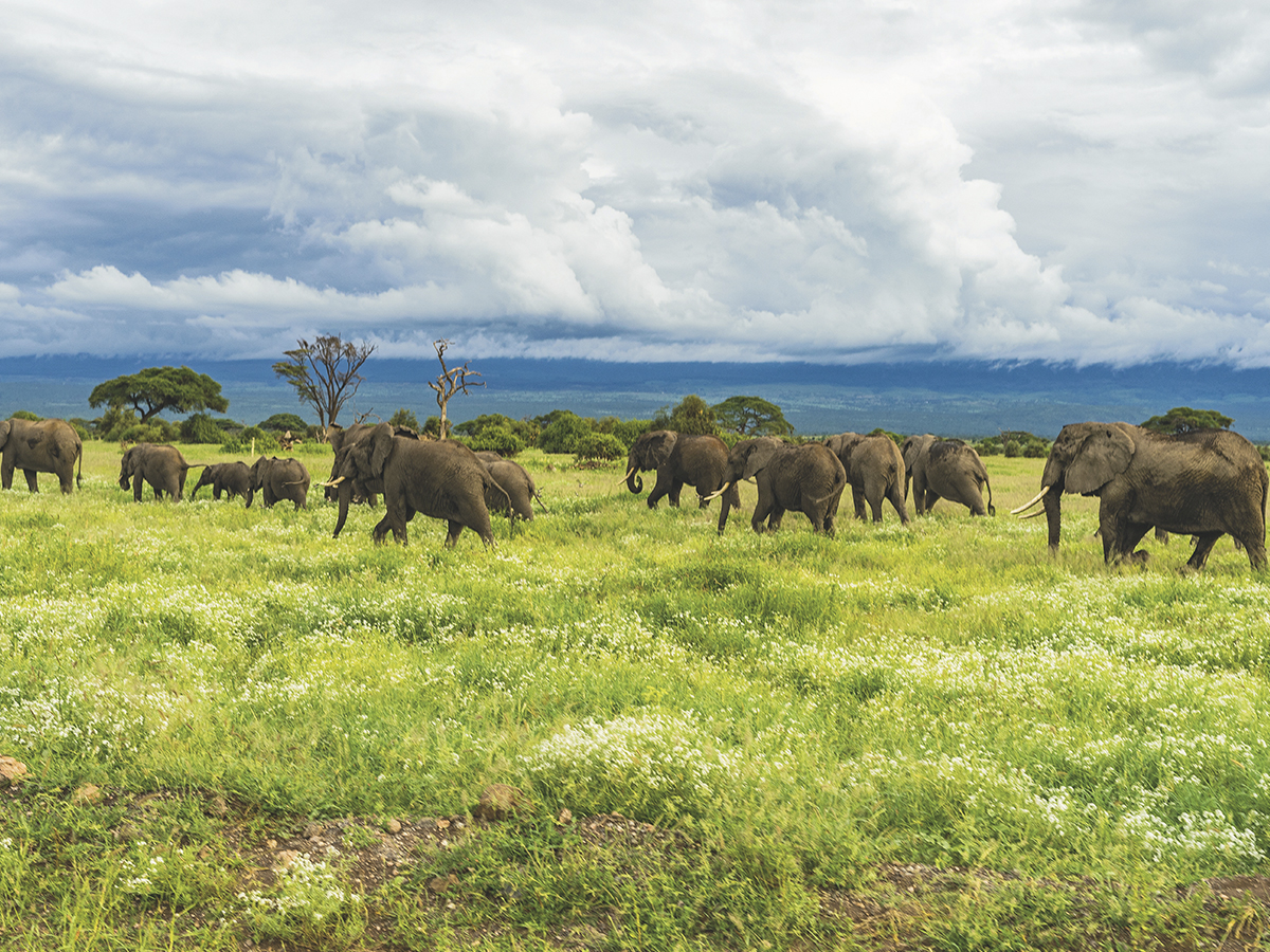 Safari de 3 Días en Ruaha, safaris en africa Viajar a Tanzania: trucos y consejos