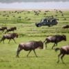 safaris salidas 2019, Safari tanzania