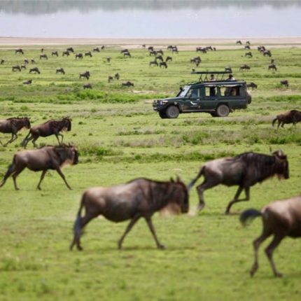 safaris salidas 2019, Safari tanzania