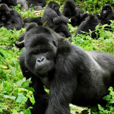 Grandes Primates