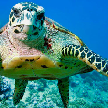 Submarinismo & Buceo
