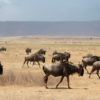 safari Masai Mara, Safari a pie en el Serengeti