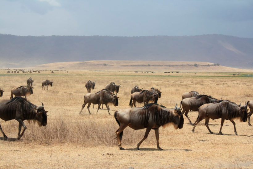 safari-Masai-Mara-2