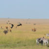 safari-Masai-Mara-3