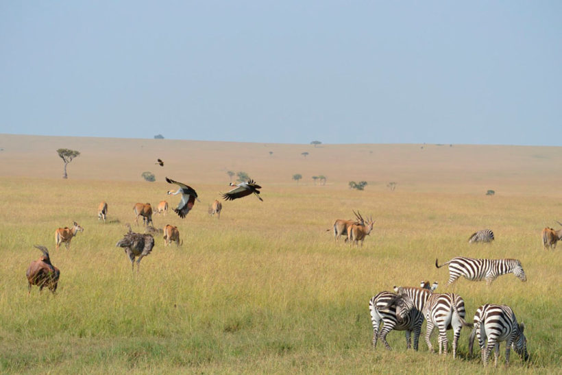safari-Masai-Mara-3