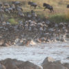safari-Masai-Mara-4