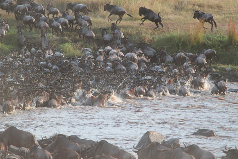 safari-Masai-Mara-4